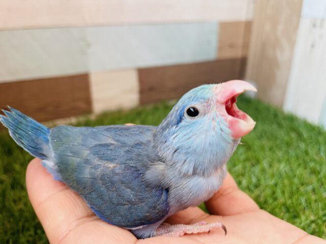 元気いっぱいな美ブルーくん‼️マメルリハインコのターコイズコバルトパイド！！