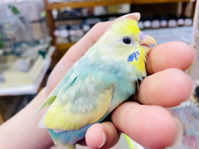 最新画像🌟花形💐トロピカルアピーラー🏝️🍎🍏🥭　セキセイインコ　パステルカラーレインボーパイド