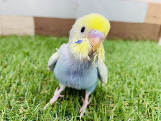 最新画像あります❣️輝くグリーンが素敵すぎます✨セキセイインコのパステルカラーレインボーパイド！！