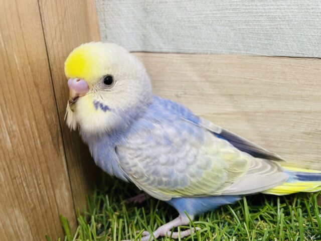 最新画像あります🩵淡いブルーのキュートなコ🩵セキセイインコのパステルレインボー🌈