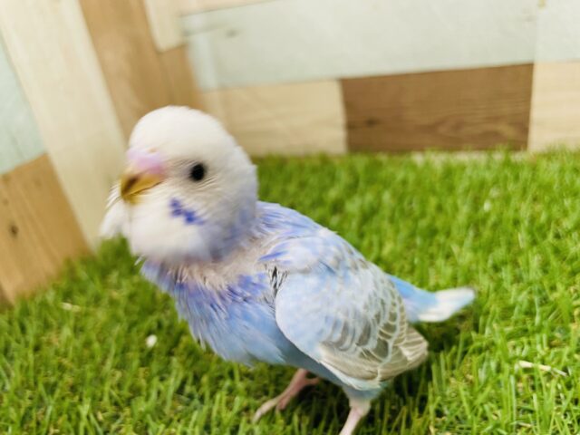最新画像あります⭐️明るいブルーが可愛いコ😍セキセイインコのオパーリン！！