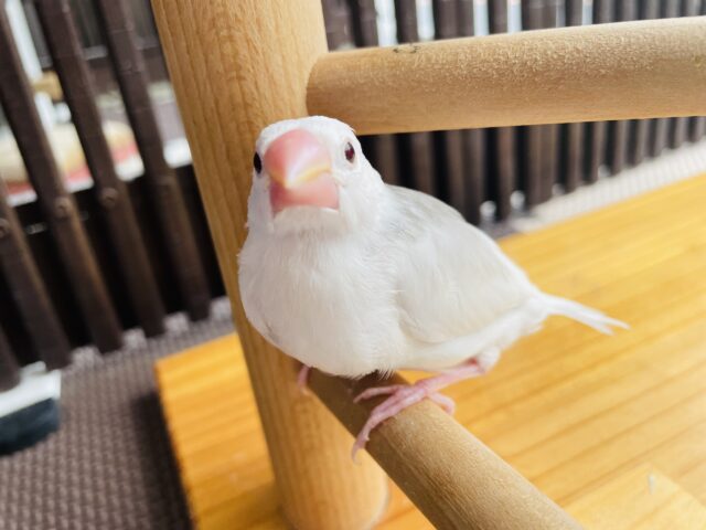 最新画像あります⭐️じーっと見つめてくれるんです❤️真っ白お餅のような白文鳥！