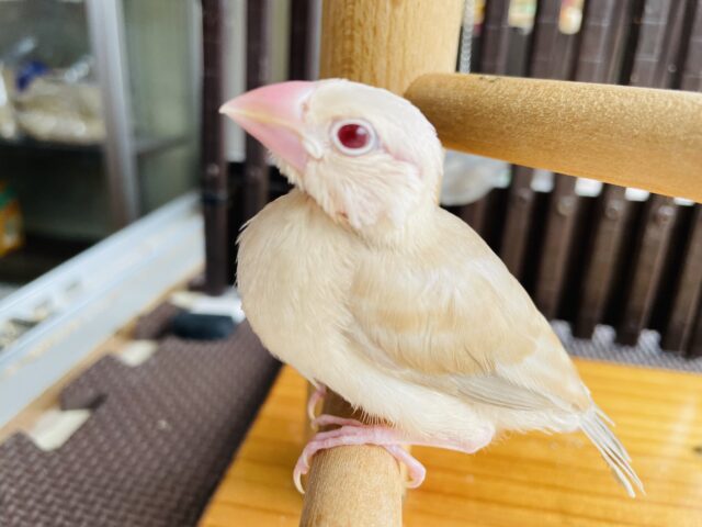 最新画像あります✨みんなをトリコにしちゃう！ぱっちりおめめのシナモン文鳥ちゃん🤎