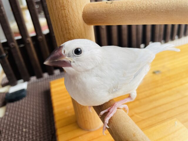 最新画像有ります☀️シルバーに輝くカッコいい文鳥さんです❗️シルバー文鳥✨