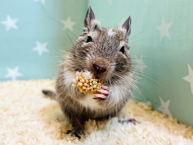 【動画更新🪄】元気もりもり！！デグー(パイド) 男の子