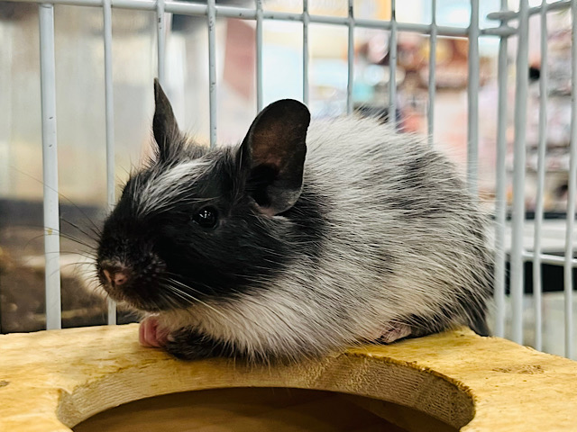 【動画更新🪄】オセロカラー🖤🤍デグー(ブラックパイド) 男の子