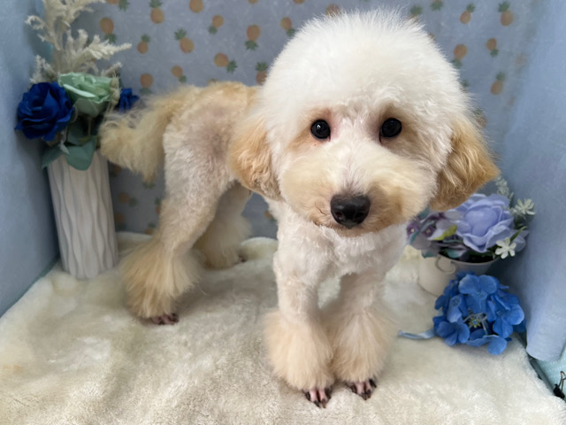 最新画像⭐️抱っこ大好き甘えん坊💓アプリコットカラーのトイプードルの男のコきました〜✨️