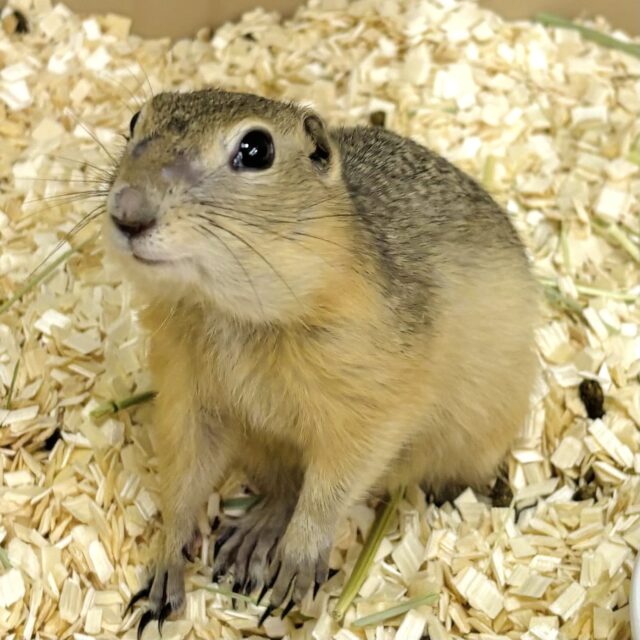 リチャードソンジリス 男の子 🐿💛