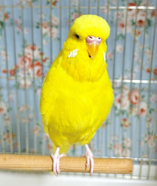ジャンボセキセイインコ ルチノー 🐥💛🌼