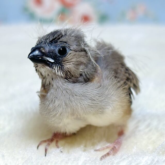 キンカチョウ  ノーマル  ( ･θ･)🪶