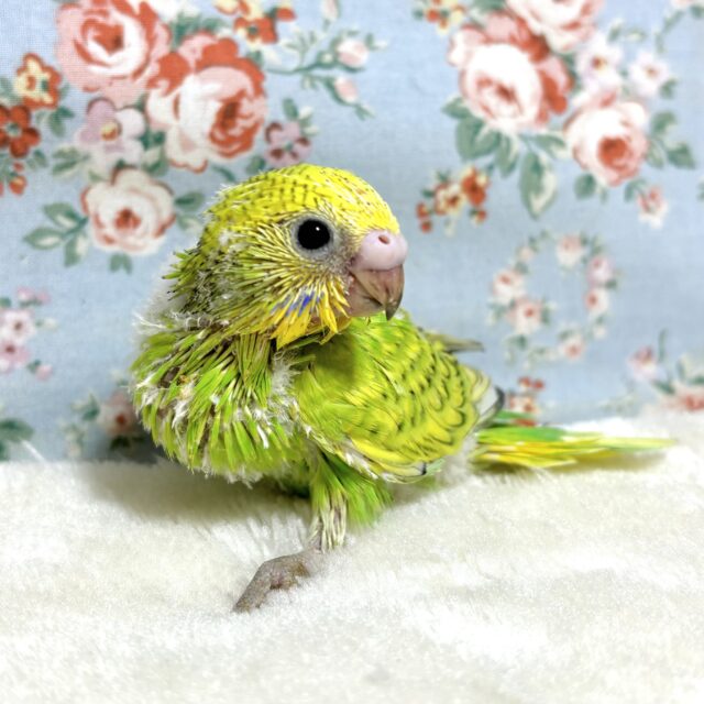 セキセイインコ  イエロースパングル  ( ･θ･)🍋🍀