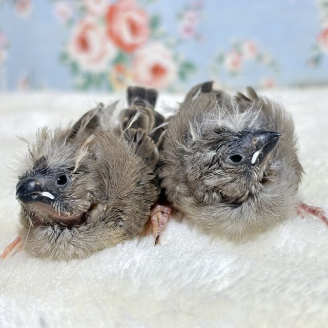 キンカチョウ  2羽🪶🪶🧡