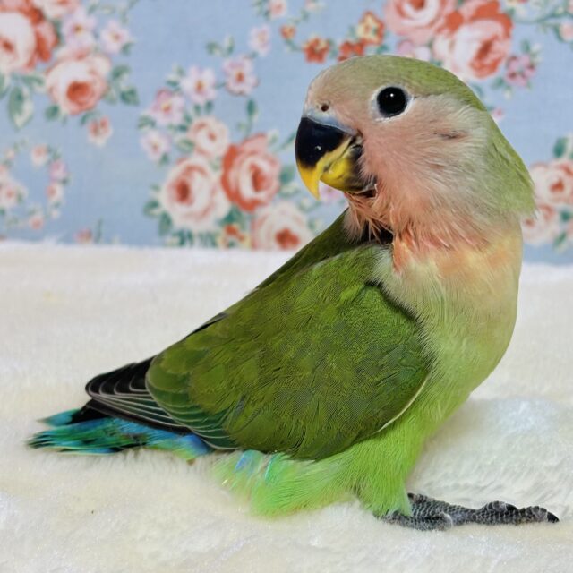 コザクラインコ  ノーマル  ‪🦜‬٭•。❁