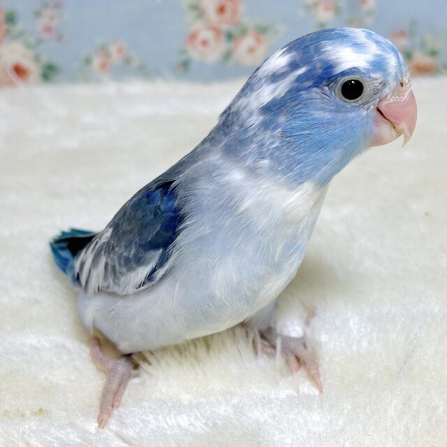 マメルリハ  コバルトパイド  男の子  💙‎🤍∗*ﾟ