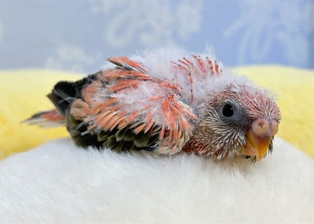 大人気💕アキクサインコ (ローズ) 2024年5月生まれ