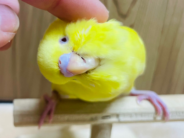 【動画更新🪄ひとりエサになりました⭐︎】真っ黄色のさっぱりレモン🍋セキセイインコ（ルチノー）ヒナ