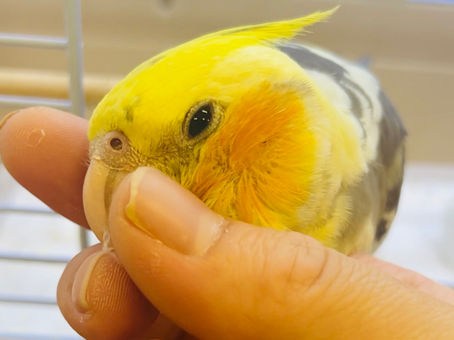 【動画更新🪄カゴデビューしました⭐︎】ヒナ鳴きが恐竜みたい🦕オカメインコ（パイド）ヒナ