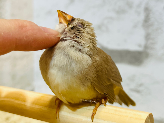 【最新画像更新🪄ひとり餌‪☆】小さな小さな天使です♡キンカチョウ(シナモン) ヒナ