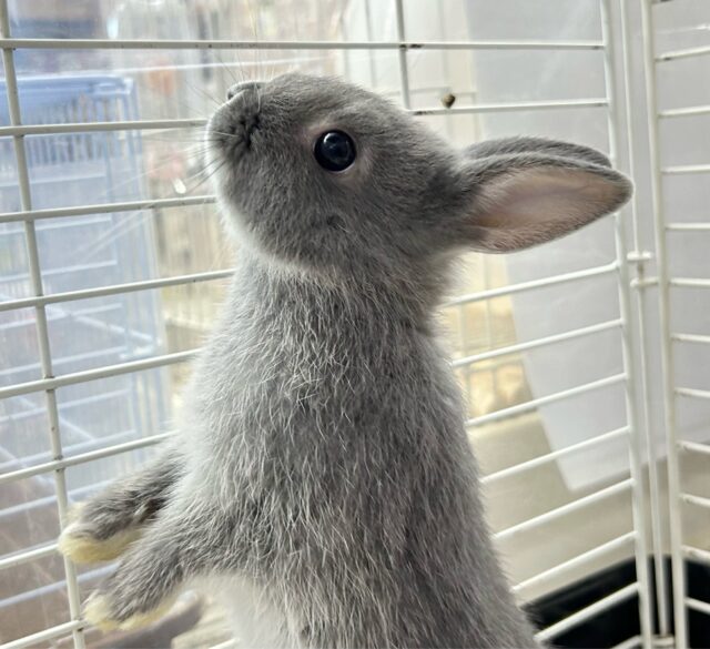 元気いっぱい跳ねるぞ❣️ネザーランドドワーフ(ブルー)2024年5月生まれ