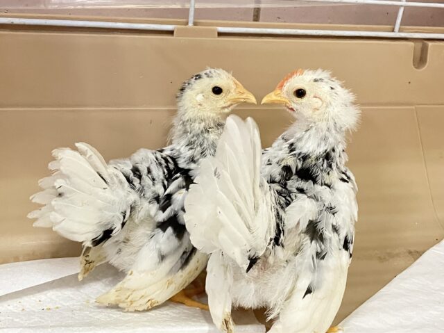 クリクリお目目の白黒元気っ子︎💪🤍🖤 ゴイシチャボ(2024年5月生まれ)