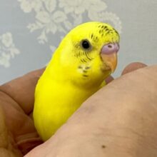 ✨最新画像✨黒ポチレモンちゃん‪ですっ！🤭‪🍋‬セキセイインコ(ハルクイン2024年5月生まれ)