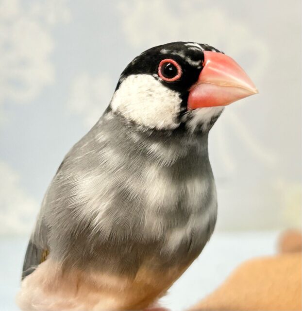 ❣️最新画像❣️白黒の水玉模様がとっても可愛い🥰‪‎🤍‬‪⋆͛*͛桜文鳥(2024年3月生まれ)