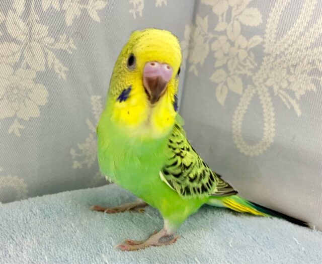 ✨️最新画像✨てちてち隊の一員かっ？！💚元気っ子現る🤗✨セキセイインコ(グリーンオパーリン) 2024年5月生まれ