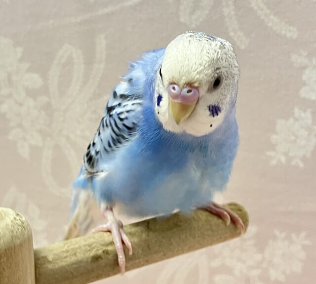 ✨️最新画像✨️快晴ハツラツ☀️青空カラー🩵💭セキセイインコ(ブルーオパーリン) 2024年4月生まれ