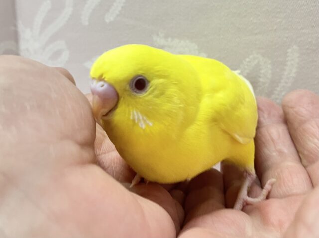 登山系⁉️たくましい子参上だぜー！！🤩💪🏻✨セキセイインコ(ルチノー2024年5月生まれ)