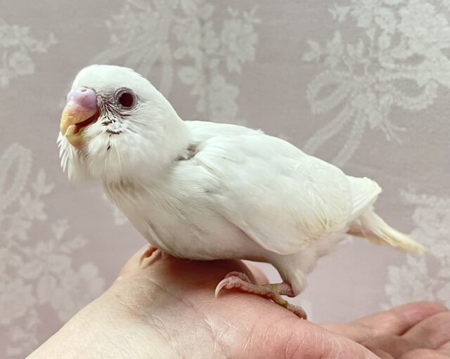 ✨最新画像✨真っ白かわいい‎🤍セキセイインコ(アルビノ)2024年6月生まれ