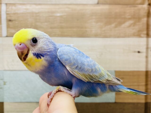 最新画像有り⭐️淡いお色の可愛いコ😍セキセイインコのパステルレインボー🌈