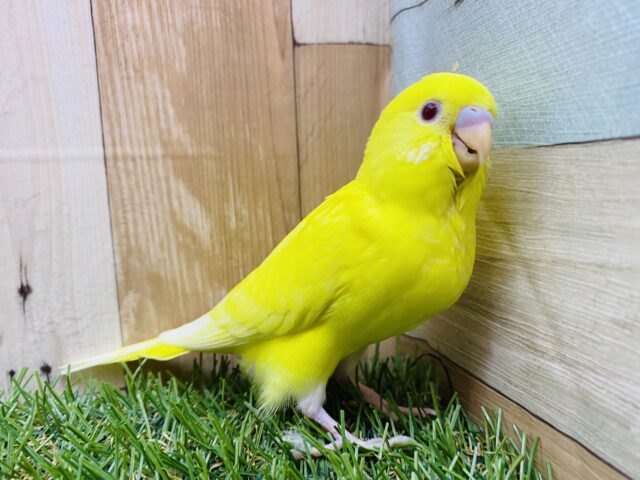 最新画像有ります‼️サンサン🌞イエローの赤目ちゃん❣️セキセイインコのルチノー！！