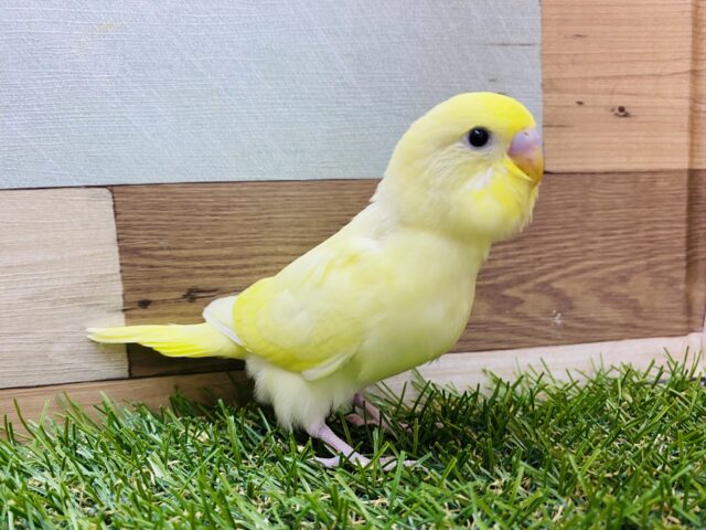 最新画像有り❗️優しいクリームカラーのたまごちゃん🥚セキセイインコのクリーム！！