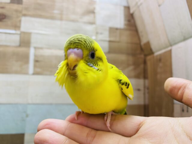 最新画像有り‼️遊び上手になってくれるかな⁇セキセイインコのハルクイン！！