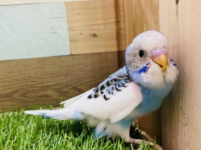 最新画像あり💕ぱっちりおめめがキュンすぎますっ🫰セキセイインコのパイド！！