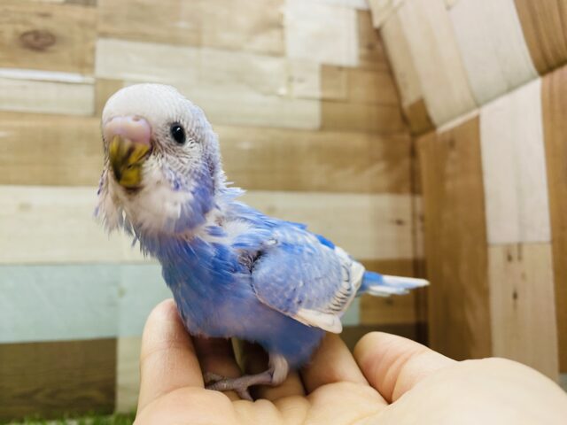 最新画像有り⭐️ブルーの淡いお色が美しいんでちゅ🩵セキセイインコのスパングル！！