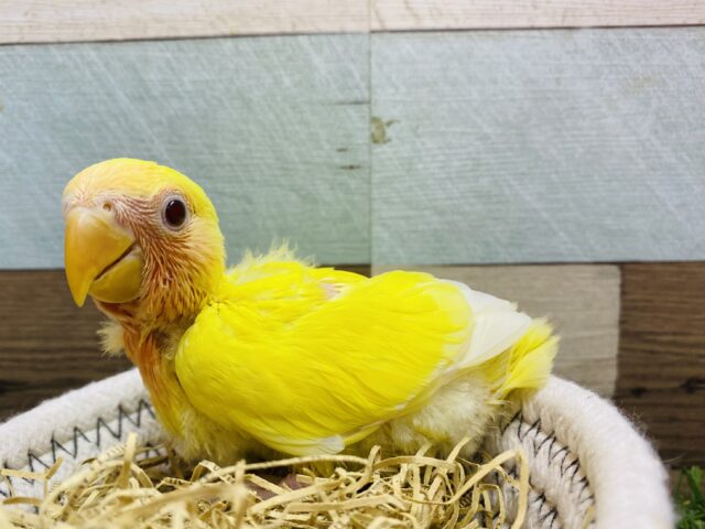 最新画像有ります♪常夏のサンサン🌞イエローコザたん💛コザクラインコのルチノー！！