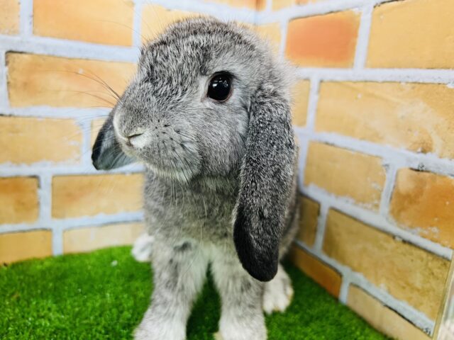 ぱたぱた飛んで行きそう〜🎶ロップイヤーの男の子♡