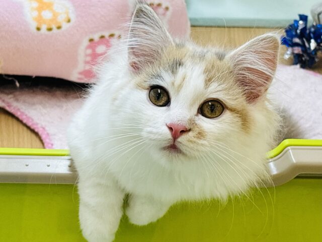 超ホヤホヤ最新画像＆動画✨️グリグリスリスリ止まらにゃい！！マンチカンちゃん！