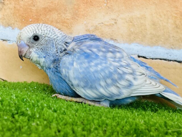 空と雲♪爽やかな風が〜✴︎ブルースパングルのセキセイインコ！