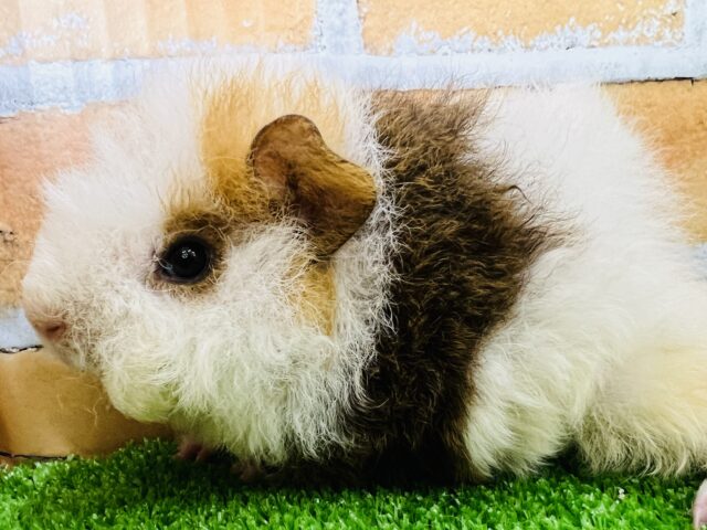 ふわふわ♡羊みたいでしょ🎶テッセルモルモット〜