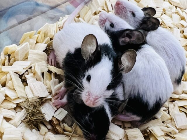 追加入舎！個性爆発！パンダマウス男の子組☆