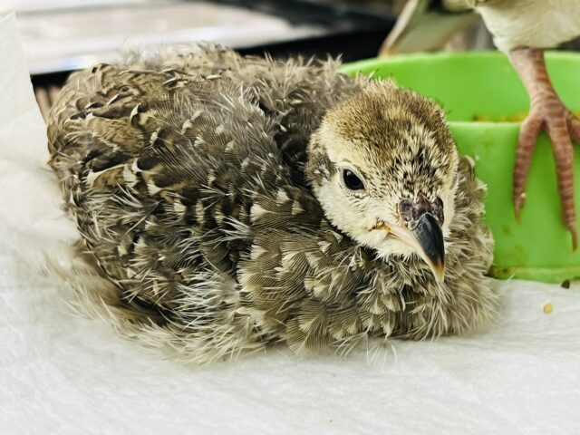 最新画像更新。甘えん坊イワシャコ❗初入荷‼️