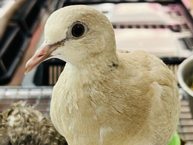 画像更新☆ポーカーフェイスの裏には♡ジュズカケバト♡