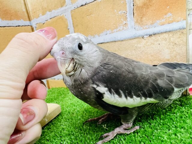 動画更新☆甘えん坊になったよ♡オカメインコ（ホワイトフェイス）