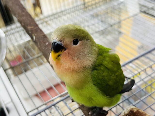 最新画像＆動画更新❤綿毛のおパンツ♡小桜インコ（ノーマル）