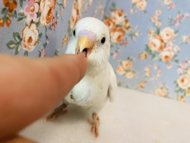 成長がとっても楽しみ🫶🏻✨美しいセキセイインコのヒナちゃんです🫧
