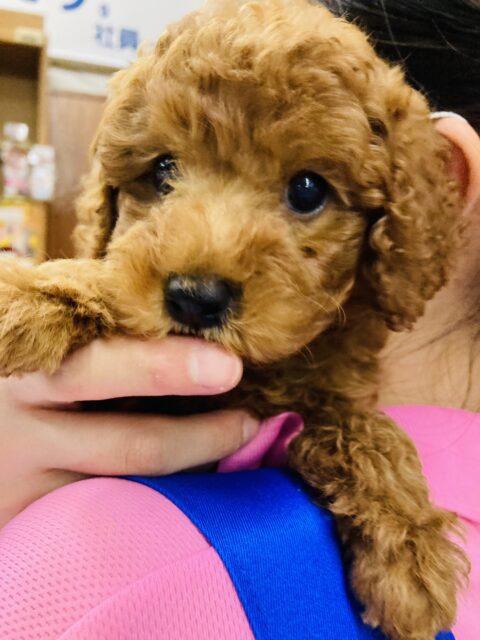 ボクが明るく照らしてあげる🔆愛くるしさ溢れるトイプードルくん､男のコ❤︎♂
