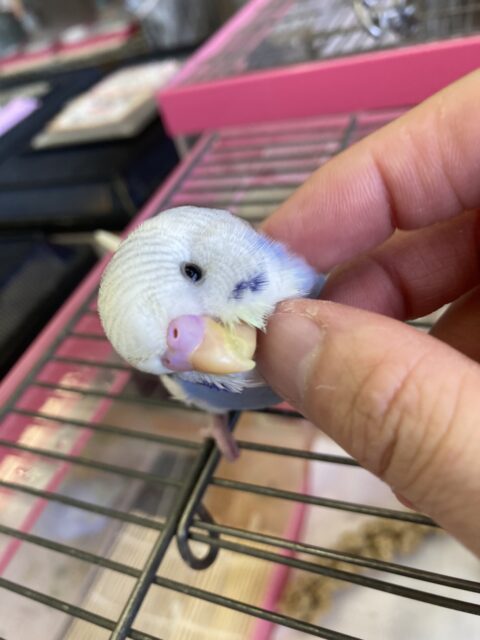 みんなメロメロです🥰❤︎手乗りセキセイインコ(バイオレットパイド)さん🫧