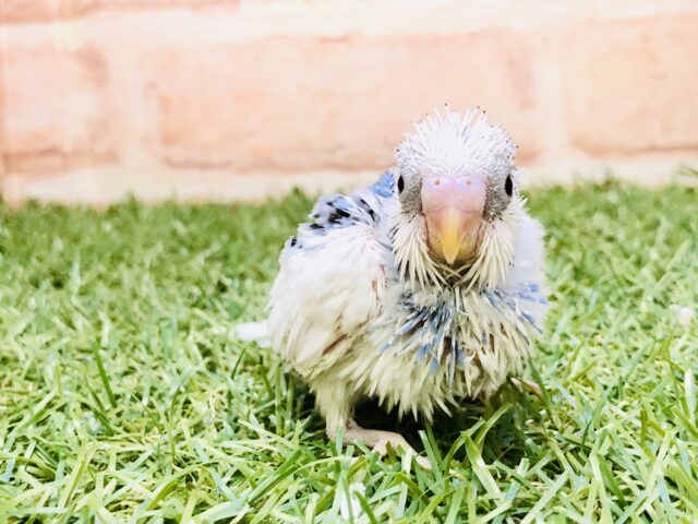 人気の白パイドちゃんです♪♪　セキセイインコ